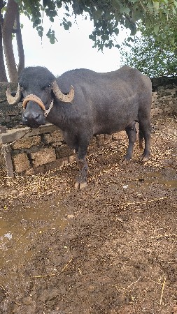 ભેંસ
