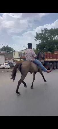 ghodi 59+