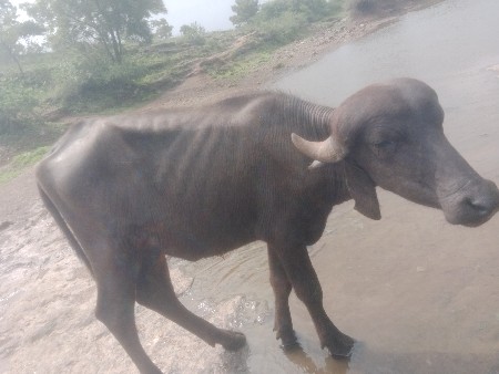 ચાર ખડેલા