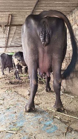 pelvetri khadeli vechvani se