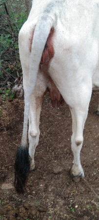 ગાય  વેસાવ છે