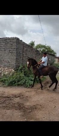 વેચવાનો છે ઘોડો