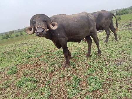 pado