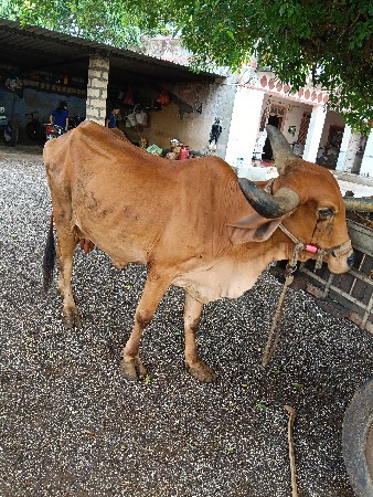 ગાય વેચવાની છે