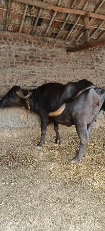 વેચવાની છે