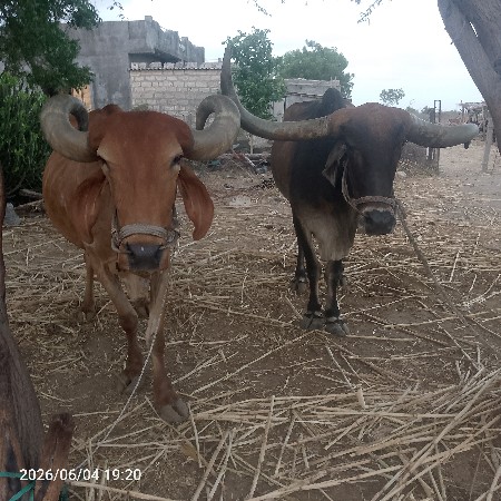 બડદ વેચવાના છે...
