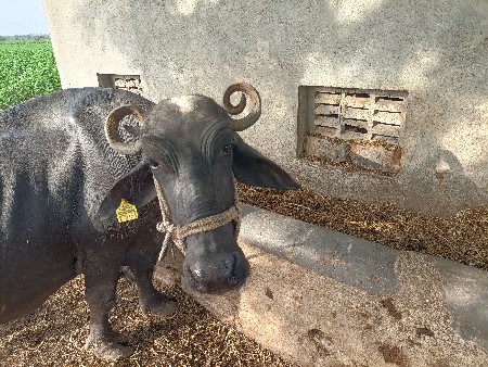 ભેશ