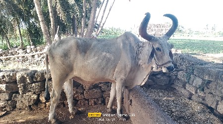 બળદ વેચવા નો છે