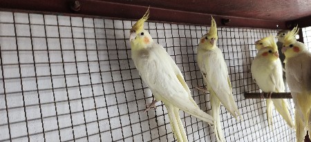 Cocktail Jodi