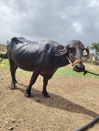 પેલુવેતર