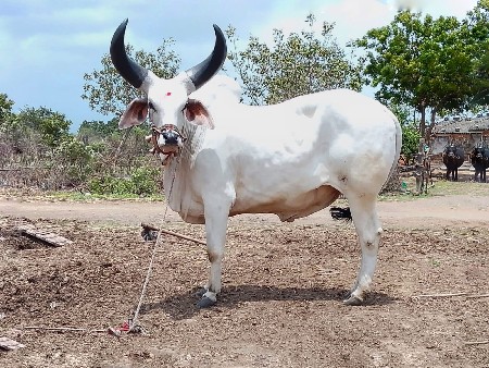 બળદ વેચવાનો છે