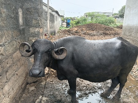 ભેંસ વેચવાની છે
