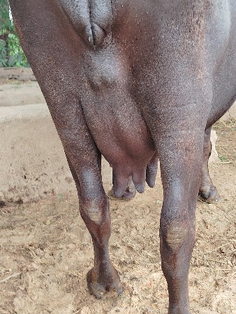 ભેસ વેચવાની છે
