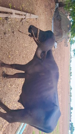 pado