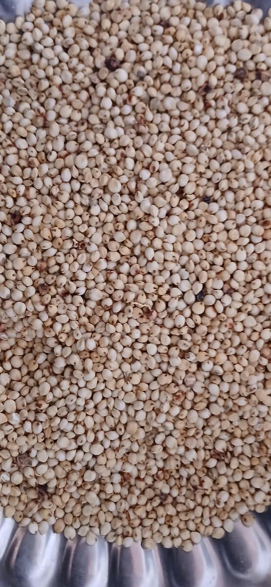 જુવાર બિયારણ  સફેદ