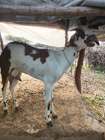 જીલ્લો પોરબંદર