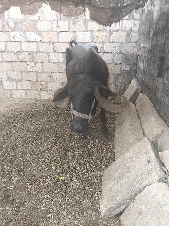 4 વેતર