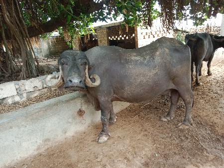 બે ભેંશ વેચવાની છે