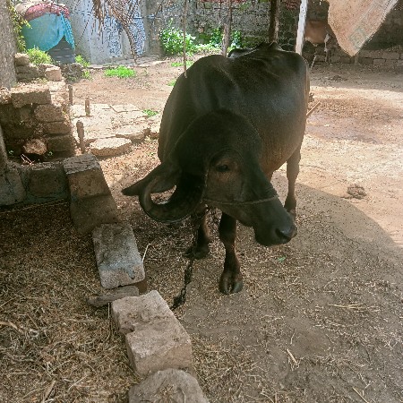 ખડેલી જાફરાબાદી