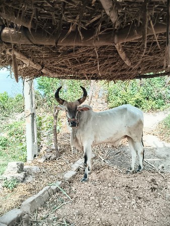 એક બળદ વેચવાનો છે