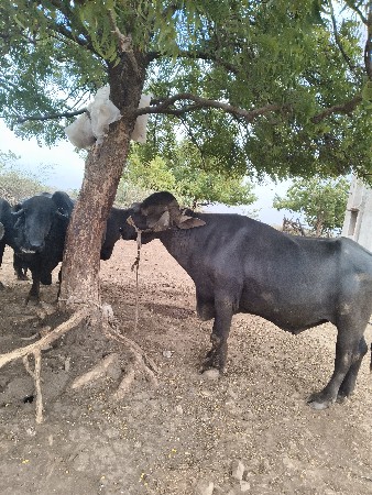 દાંત 6