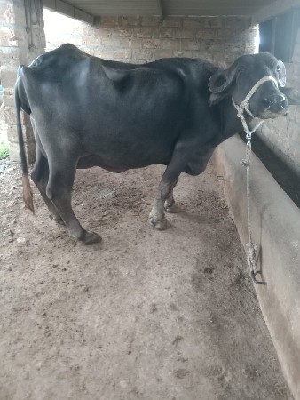 ભેસ વેચવાની છે