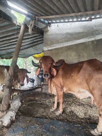 6 મહિના ગાભણ