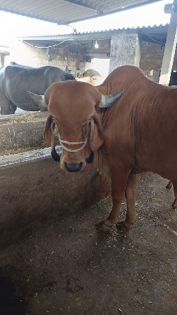 ગાય વેચવા ની છે