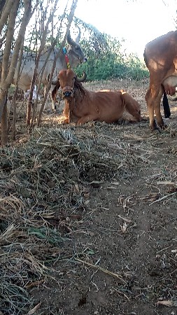 સવસોજી ગાય વેશ્વાની સે