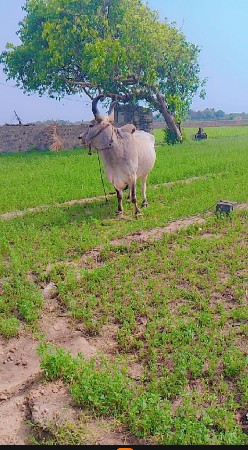 આ બળદ વિશ્વનો સે