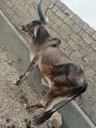 બળદ વેચવાનો છે.  ‌બે ધરહાલો