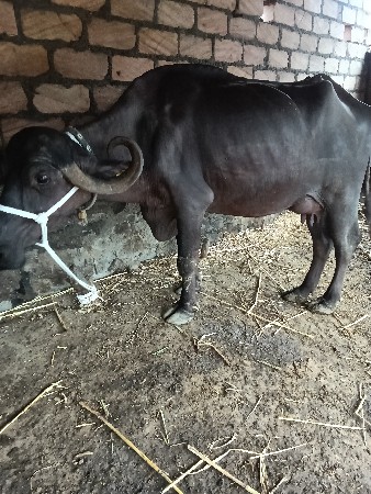 ભેંસ વેચવાની સે