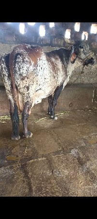ગીર ક્રોસ ગાય વેશવાની છે