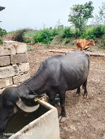 ભેંસ વેચવાની છે