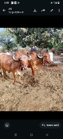 બળદ વેચવાના છે