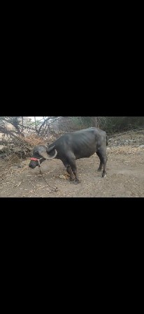 પાડી વેચવાની છે