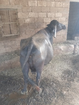 ભૈસ વેસવાની છે