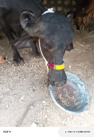 ભેંસ વેચવાની છે