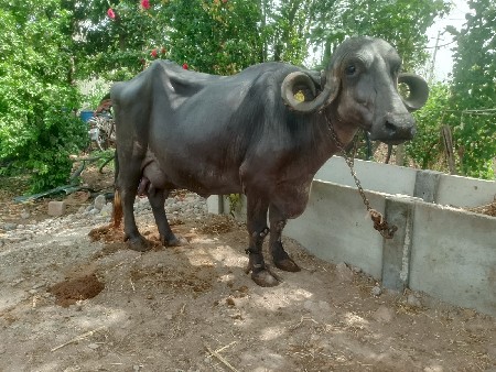 3 વેતર છે
