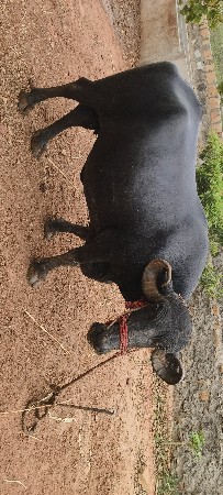 ભેંશ વેચવાની છે