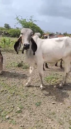 ગાય