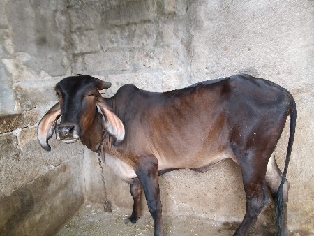 વાસળી