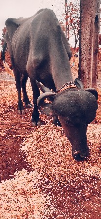 ખડેલિ વેચવાની છે