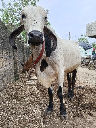 બુલ