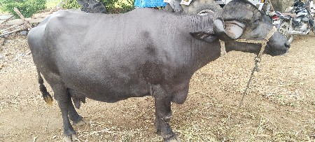 ભેંશ ૨ વેતર