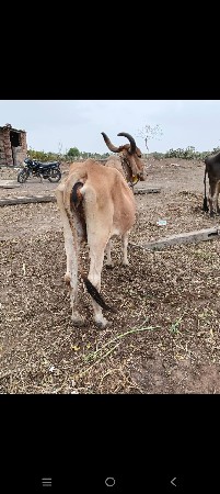 દેસી ગાય