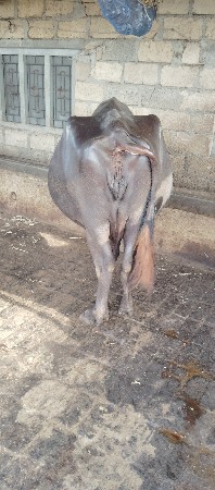 ભેંશ વેસવાની છે