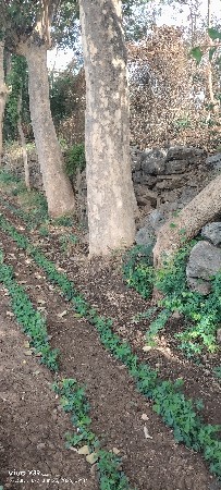સવન ના જાડ દેવાના છે
