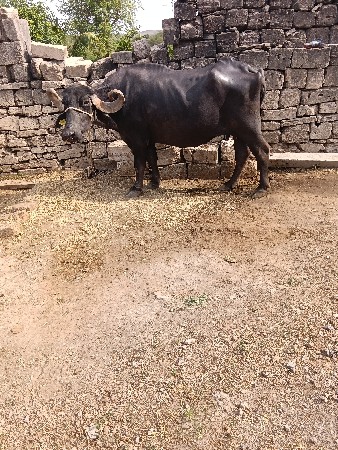 ભૅસદૅવાનીછૅ