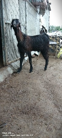 1.5 વરસ નો બકરો